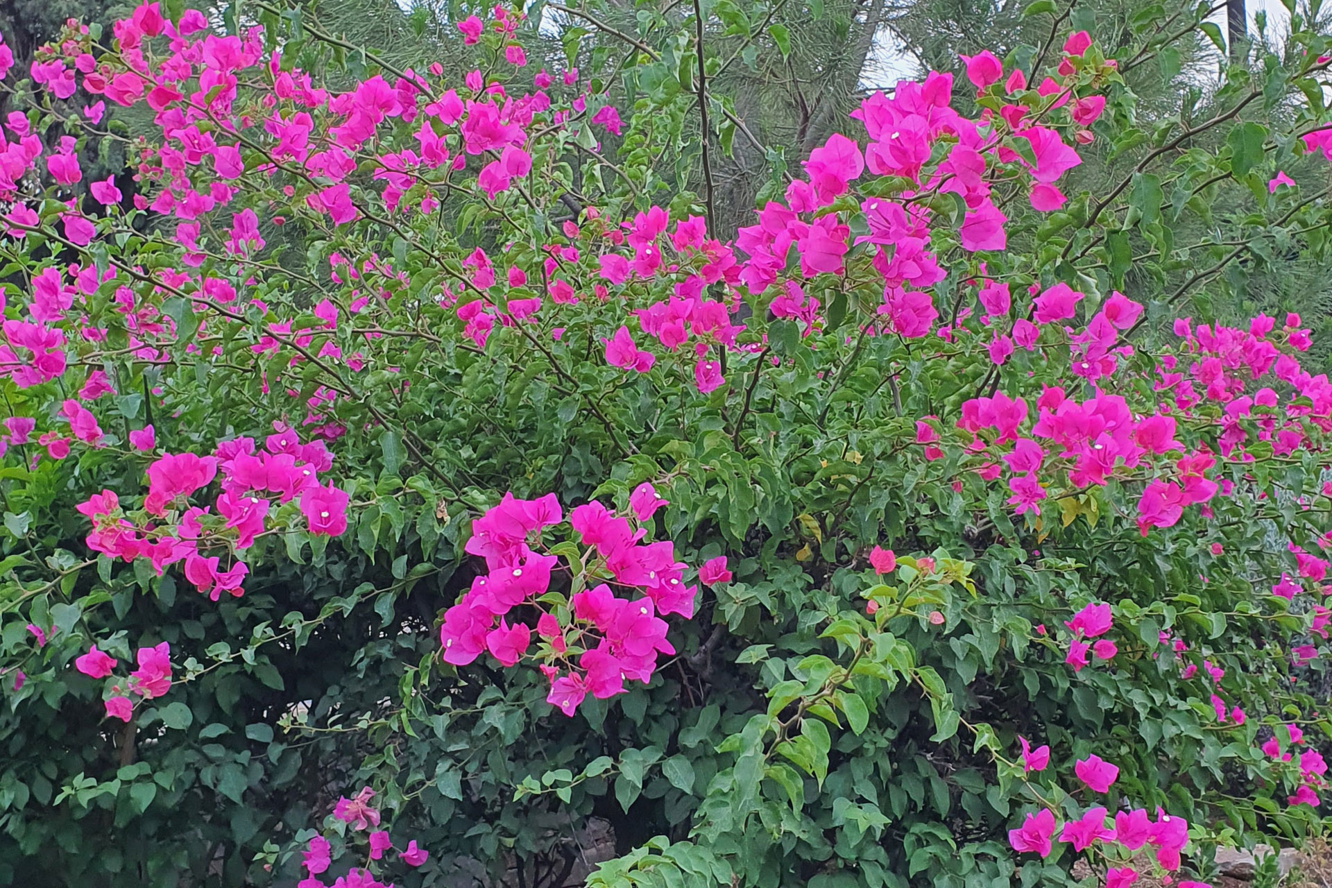 OUR GARDEN